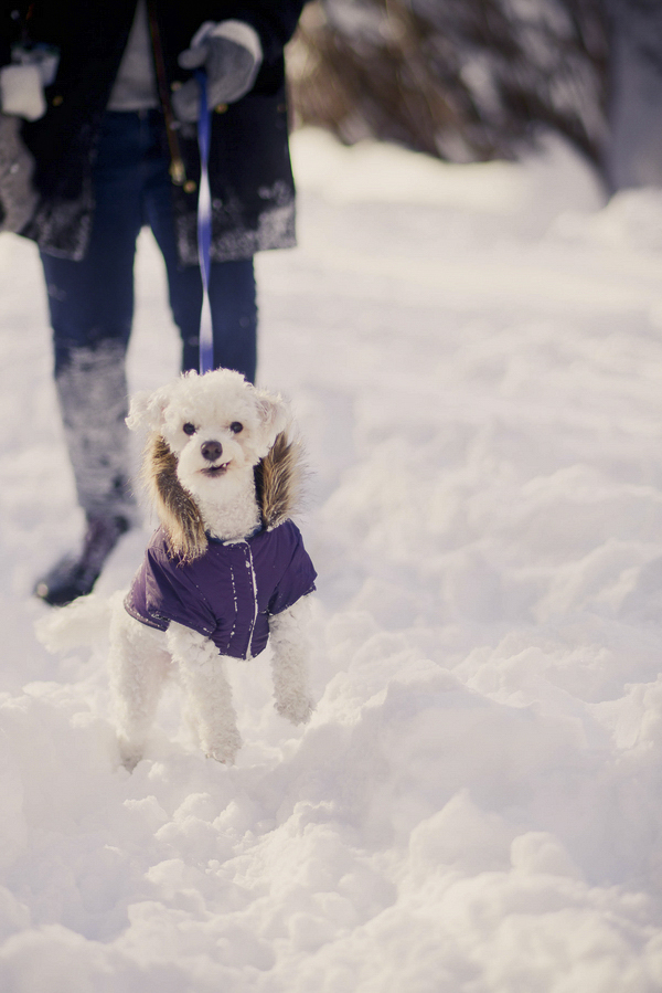 ©Laurentina Photography | snow dog wearing purple jacket