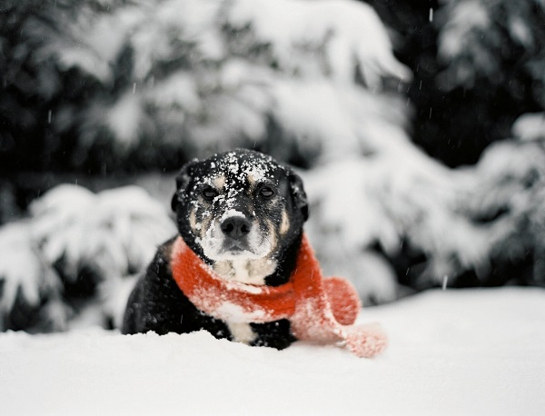 dog in snow wearing scarf, Tracey Buyce dog portraits