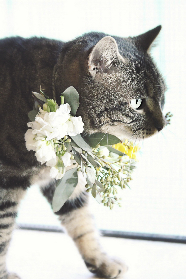 cat wearing floral wreath Worcester County Humane Society