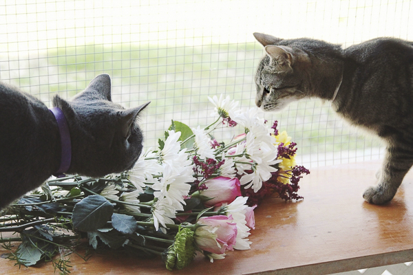 cats sniffing cut flowers Worcester County Humane Society