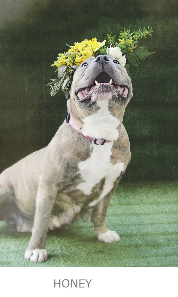 Adoptable Pit bull wearing yellow floral crown