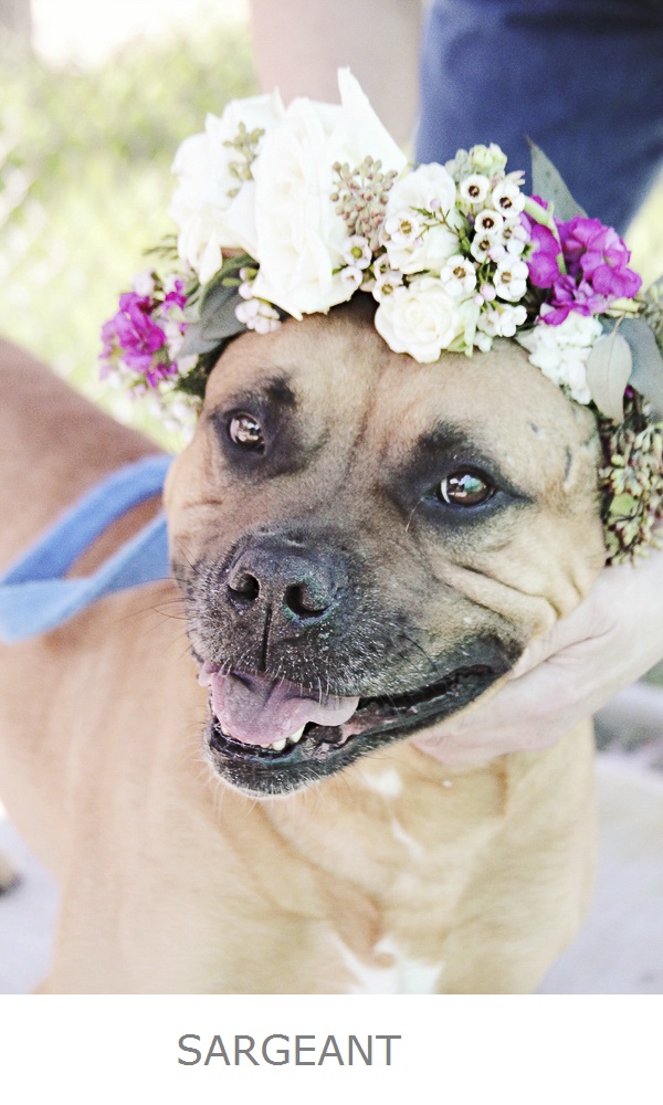 adoptable pit bull mix wearing white, pink, sage green floral collar created by Little Miss Lovely