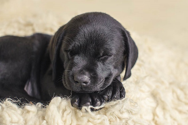 Exceptional Partner tiny Black Lab puppy sleeping, service dog in training