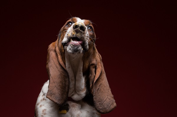 Huckleberry the Basset Hound © Greg Murray Photography | For the Love of Peanut Butter
