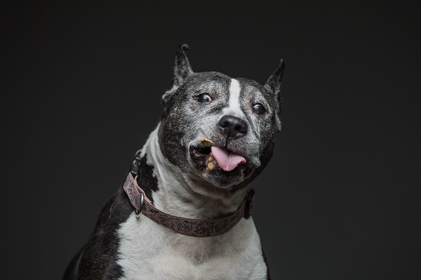 Mama Gris Gris rescued pit mix eating peanut butter, studio dog portraits © Greg Murray Photography | For the Love of Peanut Butter