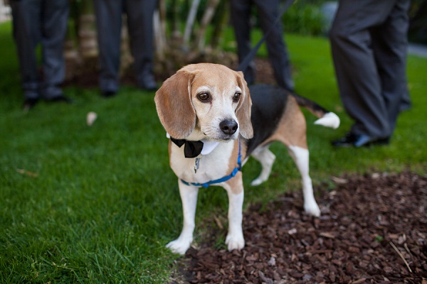 Wedding Beagle in bow tie