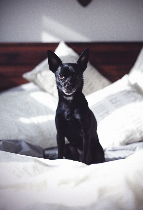 dogs on furniture, small black dog on bed, Modest Marce