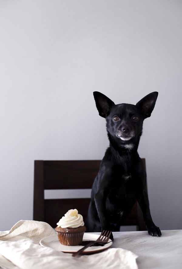 Black dog, SPCA national cupcake day, ginger candied cupcake from Modest Marce