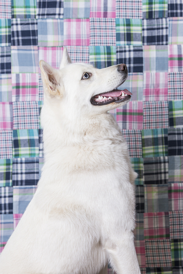 © Tangled Lilac Photography | Husky/Shepherd mix, studio dog photography