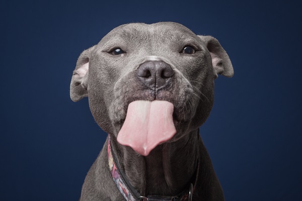 Poe rescued pit mix. dog with tongue out, studio dog portraits, © Greg Murray Photography | For the Love of Peanut Butter