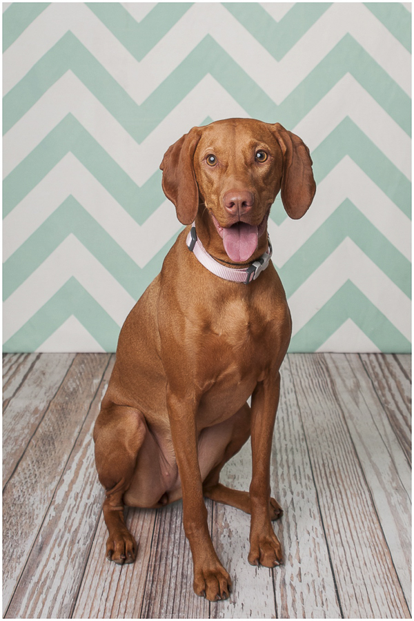 Vizsla birthday girl0008 Daily Dog Tag