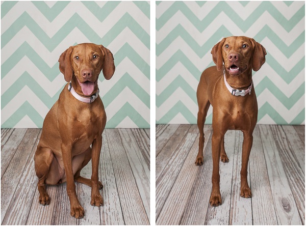 J Catherine Photography studio dog portraits, Vizsla, white, green chevron background