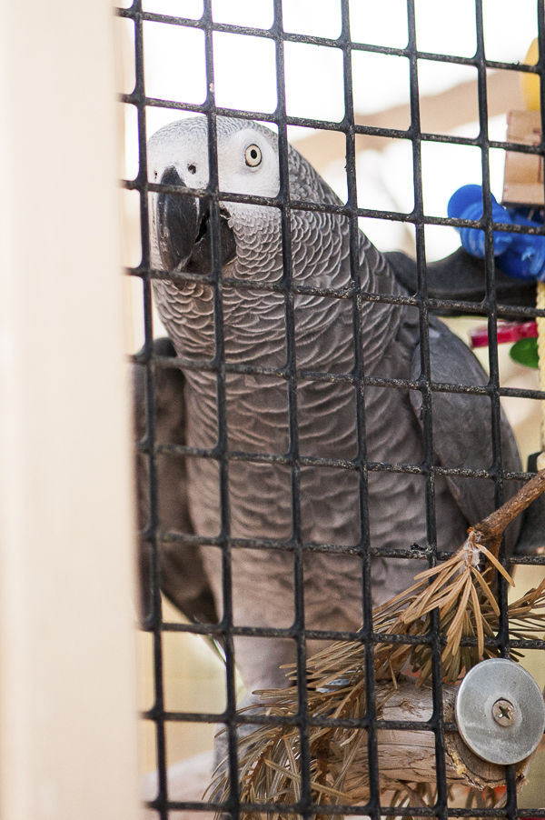 Best Friends Animal Sanctuary | African Grey Parrot