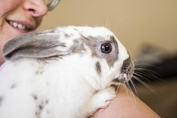 rabbit | Best Friends Animal Sanctuary