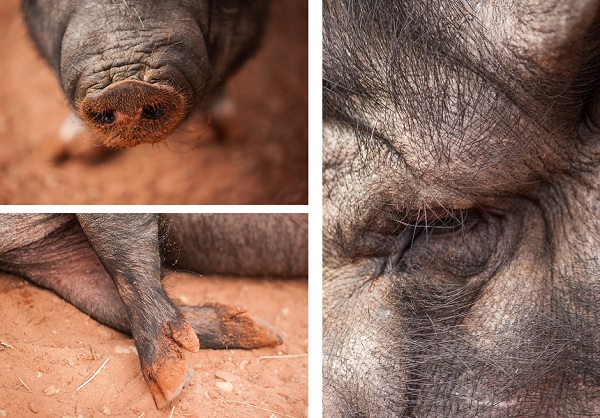 Pot-bellied Pig detail shots, snout, hooves, eye