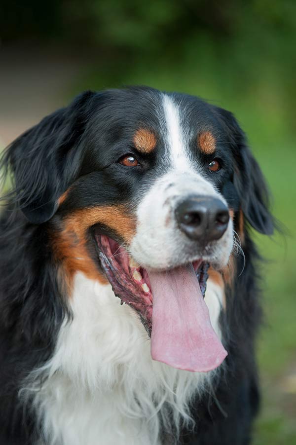 handsome Bernese Mountain dog outside