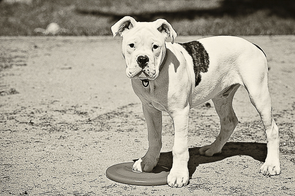 Vintage and Vogue teen puppy standing on frisbee
