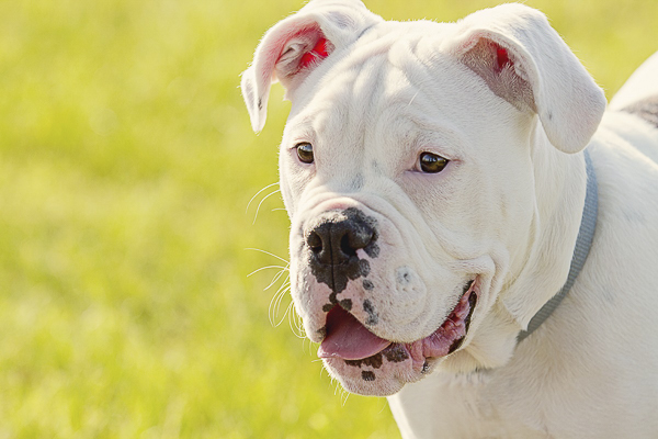 handsome American Bulldog, Boxer cross, on location pet photography