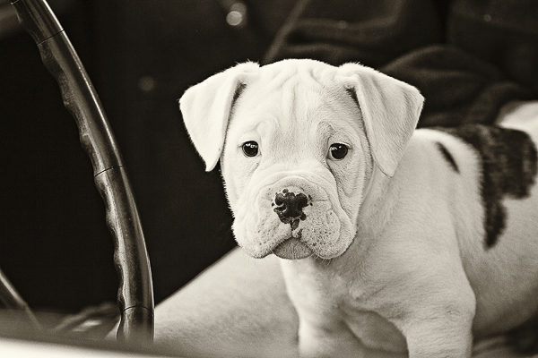 American Bulldog-Boxer pup in old vehicle