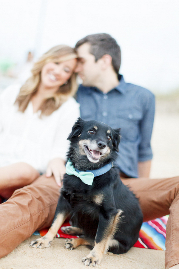 adorable dog wearing bow tie, beach engagement photos