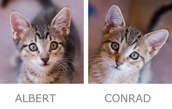 Albert & Conrad Adoptable Cats from Best Friends Animal Sanctuary