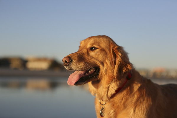 Handsome Golden Retriever at beach during golden hour