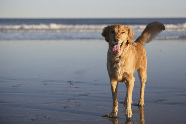 Golden Retriever smiling on beach, Jersey shore dog
