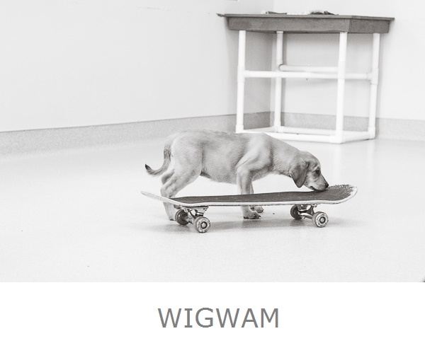 adoptable puppy sniffing skateboard