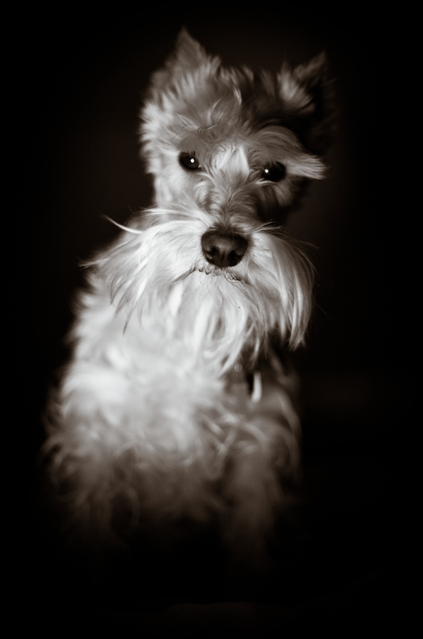 dramatic black-white dog portraits, mini Schnauzer, B-Freed Photography