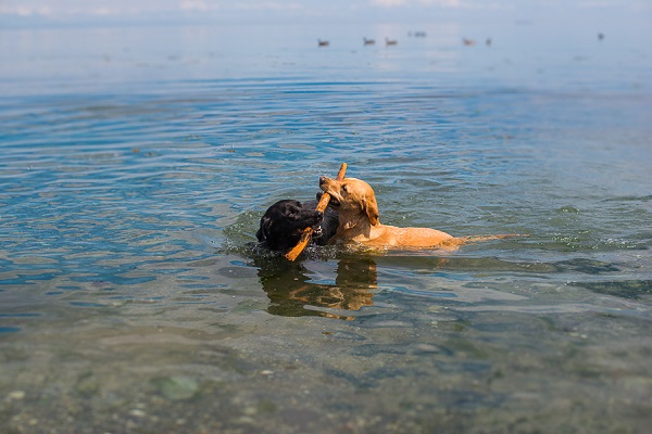 ©Nunn Other Photography | Retrievers swimming with big stick