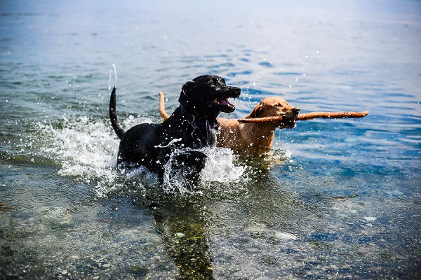Beach dogs, Retrievers swimming in water
