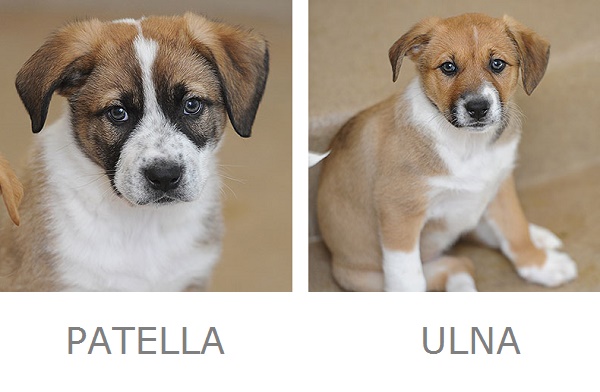 adoptable puppies 
