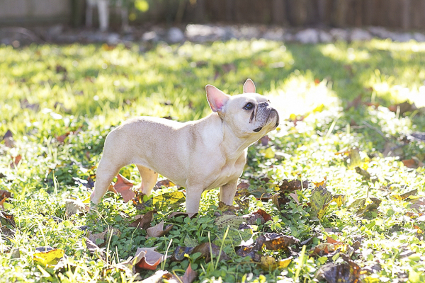 Rachael Hall French Bulldog on location outdoor photography