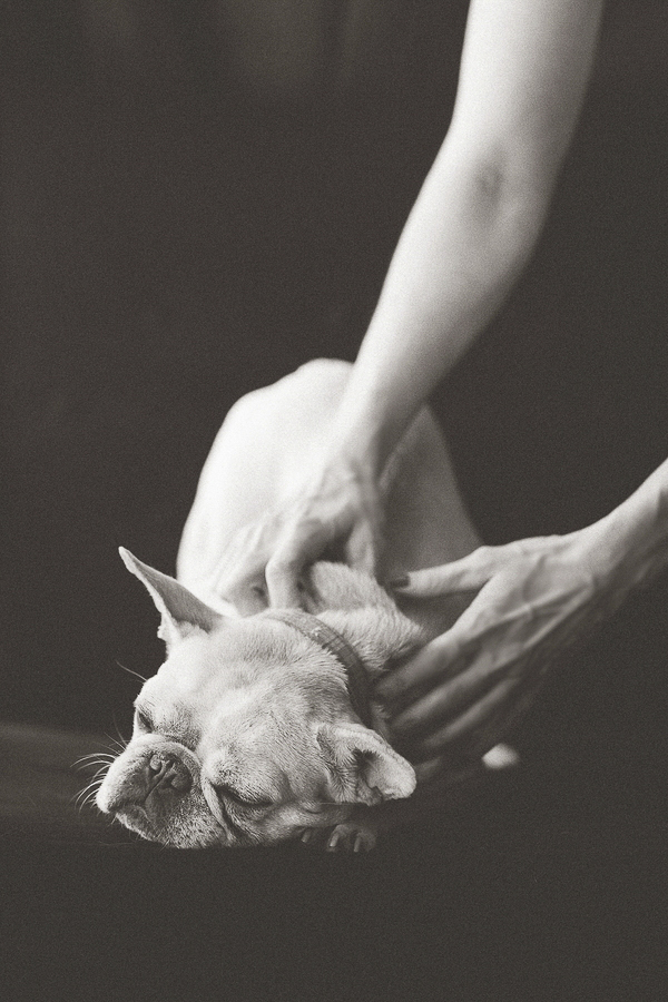 © Rachael Hall Photography |French Bulldog enjoying a petting session, black, white dog portraits