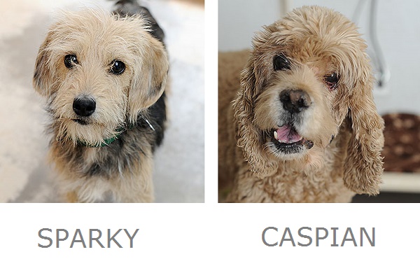 Sparky, Caspian Adoptable dogs Best Friends Animal Sanctuary