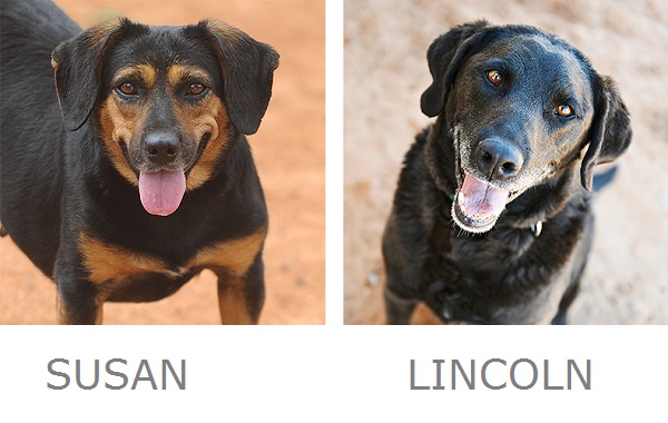 Susan, Lincoln Adoptable dogs Best Friends Animal Sanctuary