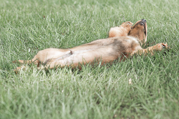 Doxie puppy lying on back trying to get belly rub