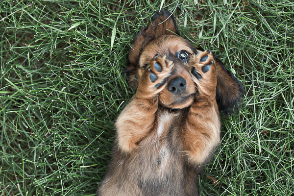 cute Dachshund puppy covering eyes while lying on grass