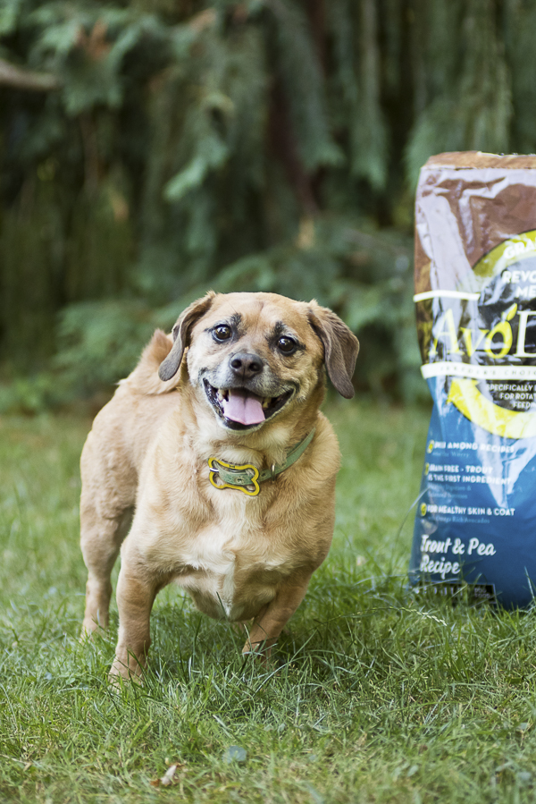 Puggle standing next to AvoDerm dog food