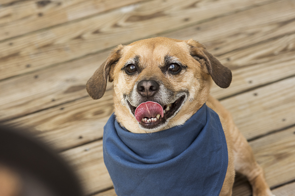 Puggle sitting with tongue out, waiting for treats | Alice G Patterson Photography