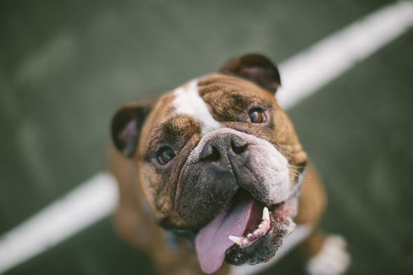 Adorable English Bulldog, tongue out dog