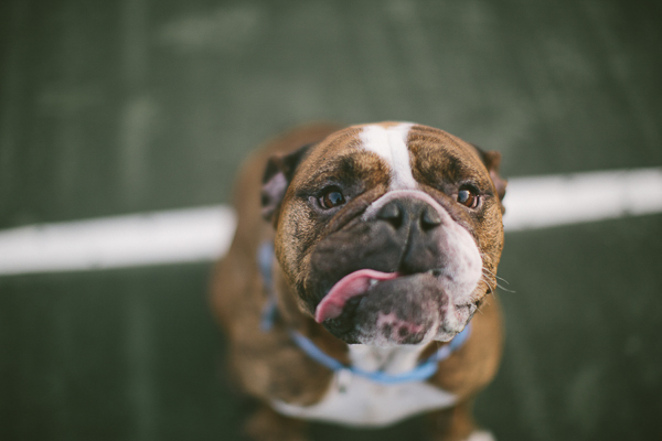closeup of English Bulldog sitting on tennis court
