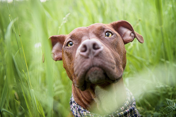 beautiful Pit bull portraits, Dog in tall grass