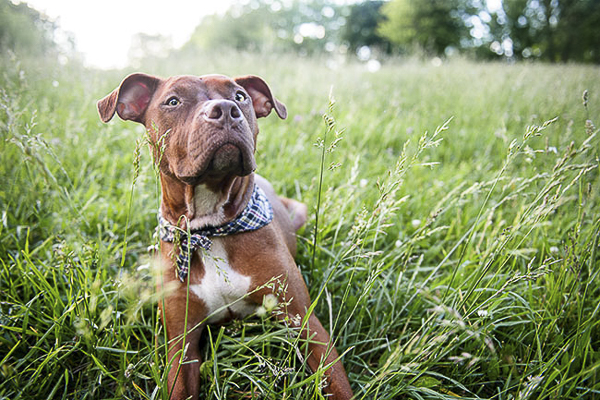 red Pitty wearing bandana in grass, Montreal dog photography