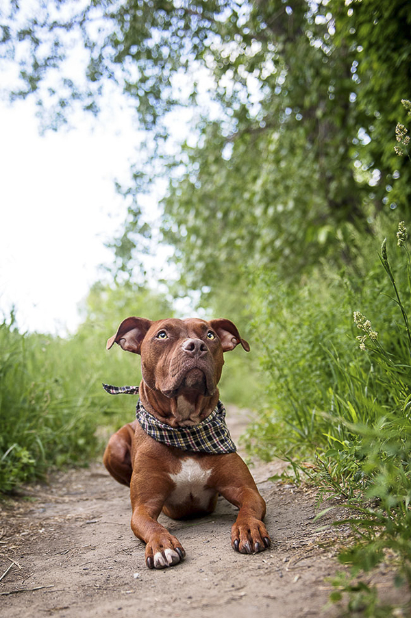 Beautiful red Pit bull lying on trail, ©Chantal Levesque Photo , No BSL