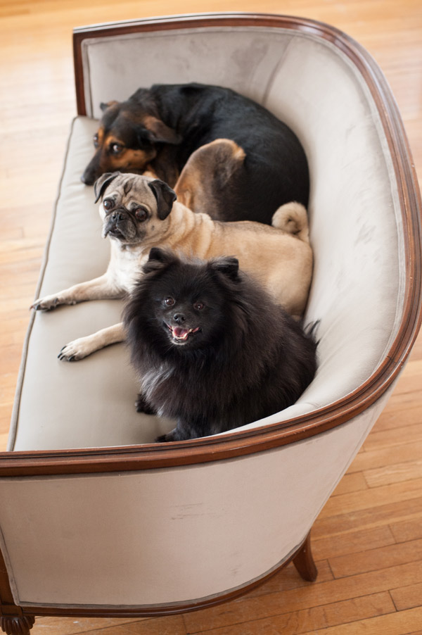 Large mixed breed, Pug, black Pomeranian on settee, dogs on furniture ©Alice G Patterson Photography