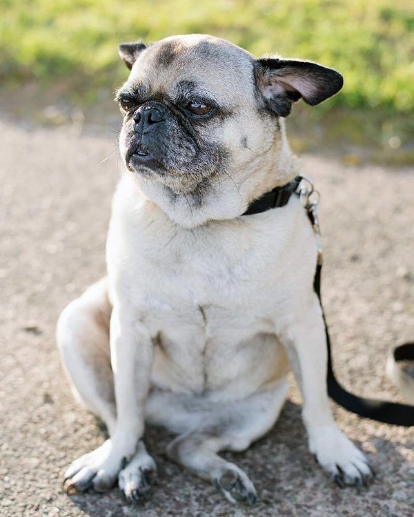Yoda-Pug, Lulu in the breeze, ©Alice G Patterson Photography