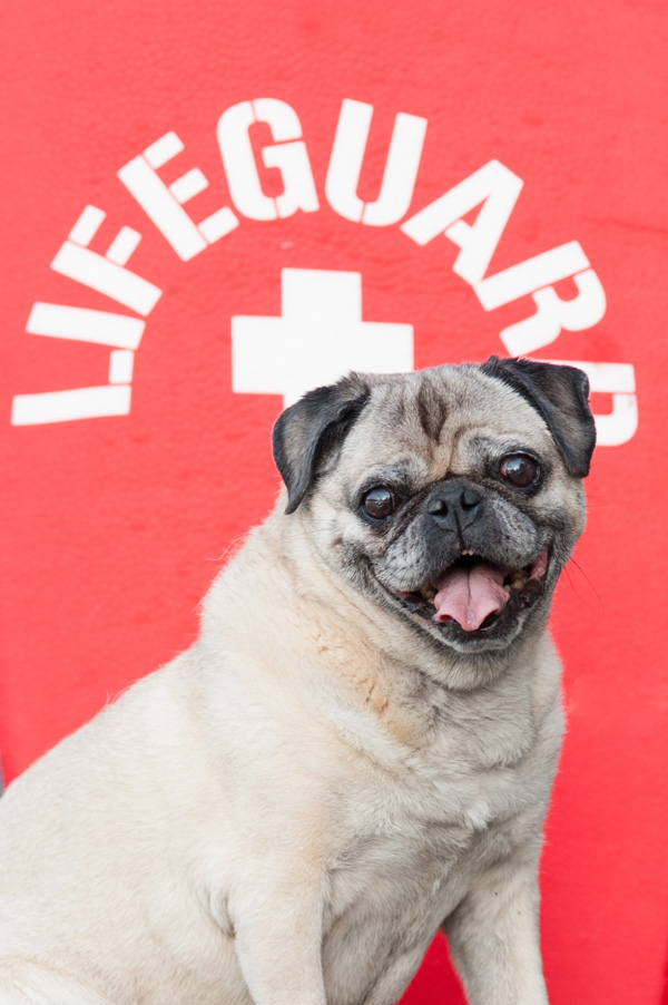 Lifeguard Pug, ©Alice G Patterson Photography