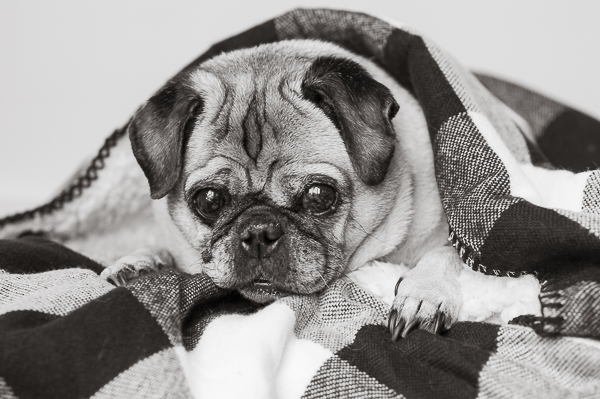 senior Pug in blanket, Syracuse dog photographer 