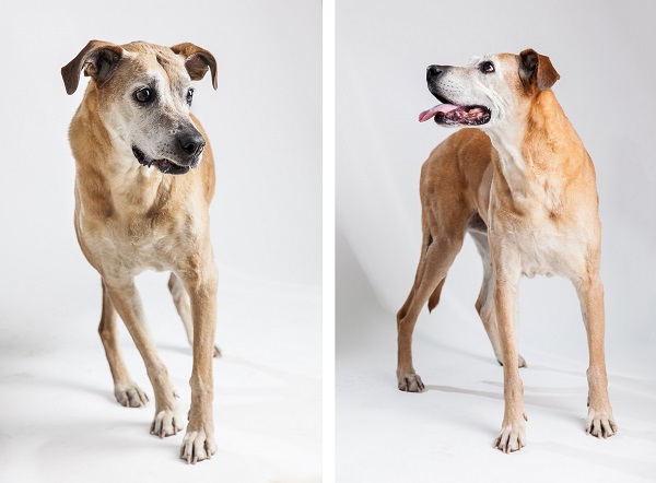Tangled Lilac Photography-Boxer-Rhodesian-Ridgeback-studio-dog-portraits, senior dog